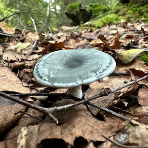 Aniseed funnel - Clitocybe odora