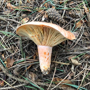 Saffron milkcap (Lactarius deliciosus)
