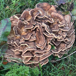 Giant polypore (Meripilus giganteus)