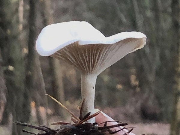 The gills of Fool's funnel (Clitocybe rivulosa) 