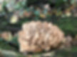 Foraging and identification of Hen of the Woods (Grifola frondosa))