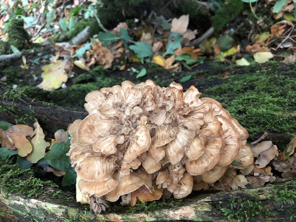 Foraging and identification of Hen of the Woods (Grifola frondosa))