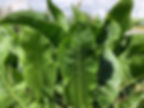 A close up of a plant of horseradish (Armoracia rusticana)