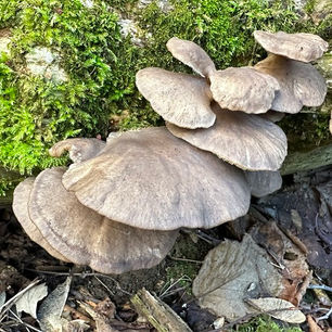 Grey oyster (Pleurotus ostreatus)