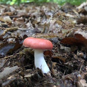 Russula silvestris