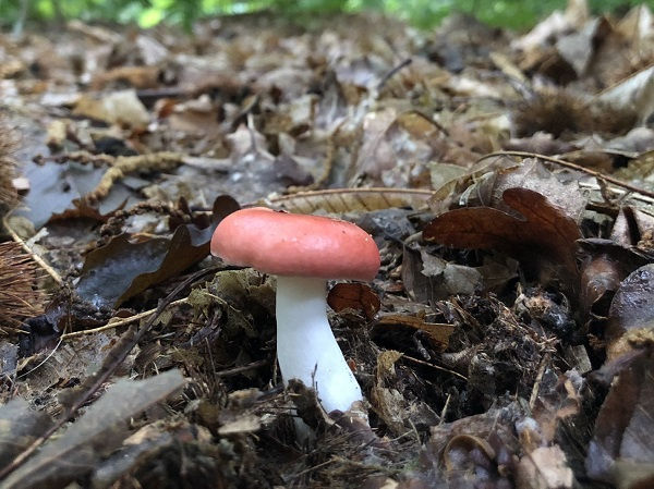 Russula silvestris growing in leaf litter