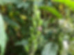 The fruit of Monkshood (Aconitum napellus)