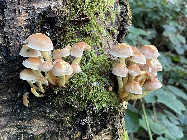 Sulphur tuft (Hypholoma fasiculare) growing on wood