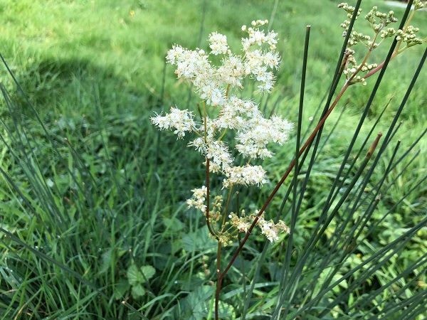 A specimen of meadowsweet (Filipendula ulmaria)