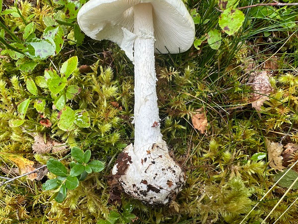 The stem of Destroying angel (Amanita virosa)