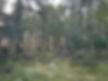 A birch woodland