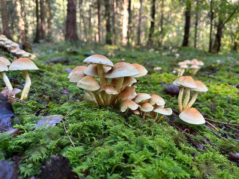 Sulphur tuft (Hypholoma fasiculare) fruit bodies on wood