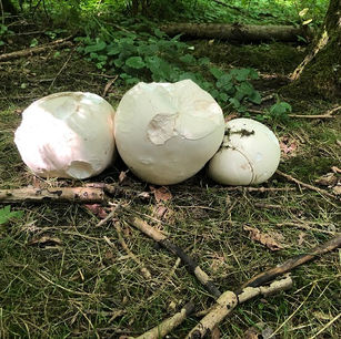 Three giant puffballs (Calvatia gigantea)