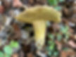 The stem of Suede bolete (Xerocomus submentosus)