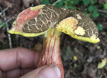 Blue Foot Bolete - Xerocomellus cisalpinus