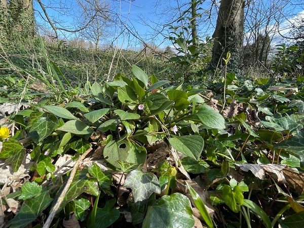 pink purslane (Claytonia sibirica) overall structure
