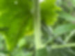 The stem of Bilberry (Vaccinium myrtillus)