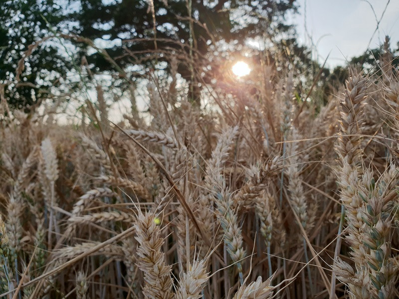 Cereal field at Lammas foraging time