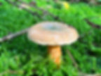 False saffron milkcap (Lactarius detterimus) growing through moss