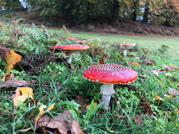 Fly agaric is a mycorrhizal (symbiotic) fungus