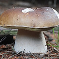 Easy to Identify edible mushrooms webinar