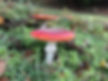 A group of fly agaric (Amanita muscaria)