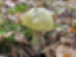 Deathcap (Amanita phalloides)