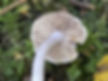 The gills of the Lilac fibrecap (Inocybe lilacina)
