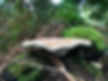A large specimen of Birch Polypore (Fomitopsis betulina)