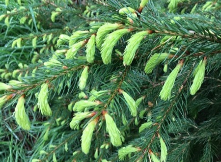 Spruce - Picea spp