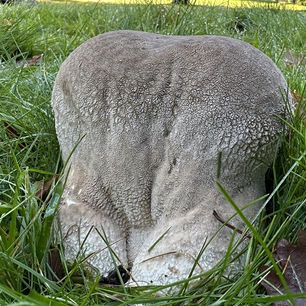 Mosaic puffball (Lycoperdon utriforme)