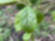 The leaves of cherry plum (Prunus cerasifera)