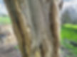 The stem of cherry plum (Prunus cerasifera)