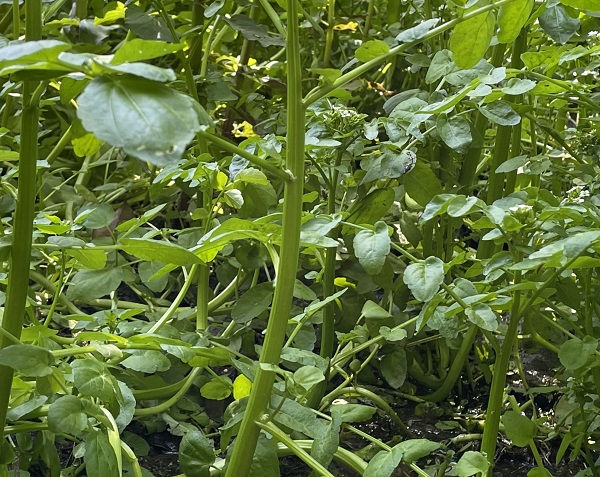 A stem of watercress (Nasturtium officinale)