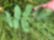 A single leaf of wild radish (Raphanus raphanistrum)
