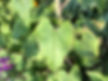 The leaves of Bilberry (Vaccinium myrtillus)