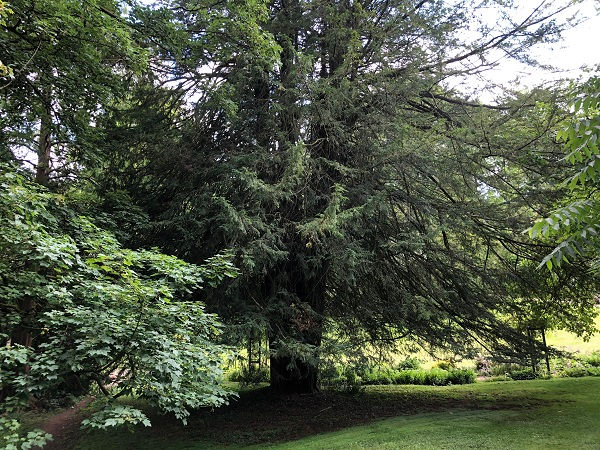 The structure of English yew (Taxus baccata)