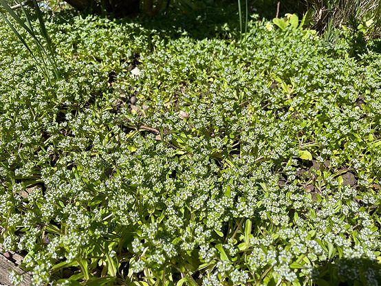 Cornsalad aka lamb's lettuce (Valerianella locusta) identification