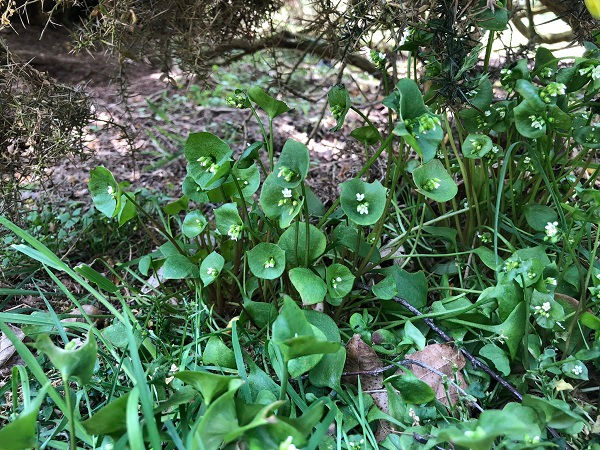 A patch of miner's lettuce (Claytonia perfoliata)