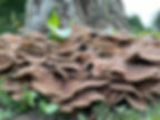 Giant polypore (Meripilus giganteus) growing on a tree stump