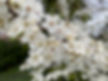 The flower of cherry plum (Prunus cerasifera)
