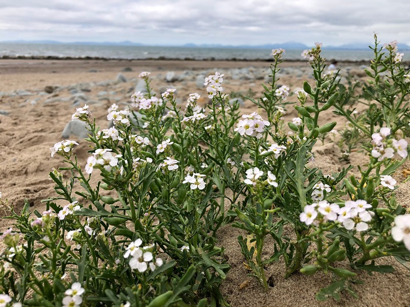 Foraging and identification of Sea Rocket (Cakile maritima)