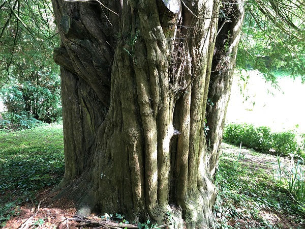 The trunk of English yew (Taxus baccata)