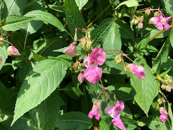 Himalayan Balsam flowers