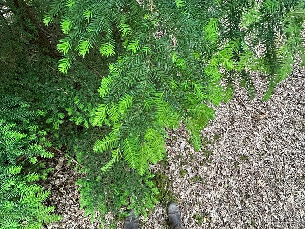 The leaves of western hemlock (Tsuga heterophylla)