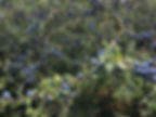 Masses of damson (Prunus domestic spp. insititia) fruits on a tree