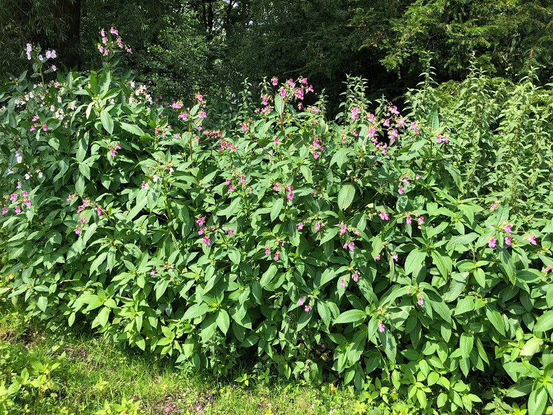 Himalayan Balsam (Impatiens glandulifera) along the edge of a stream