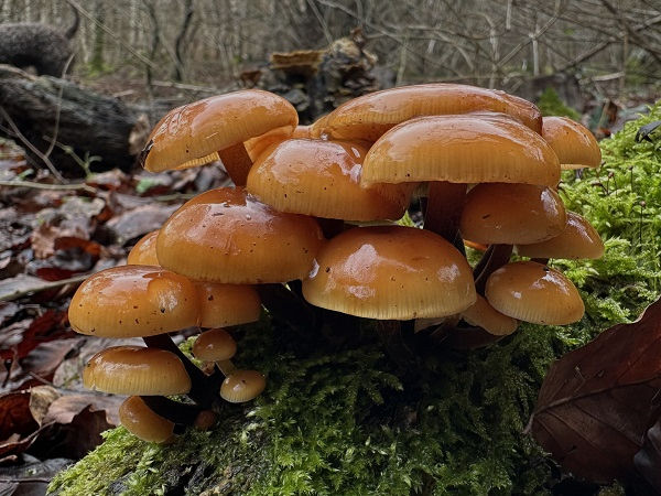 Velvet shank (Flamulina velutipes)