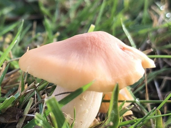 The cap of Meadow waxcap (Cuphophyllus pratensis)