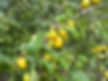 The fruit of cherry plum (Prunus cerasifera)